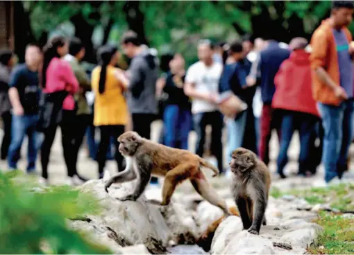  ??  ?? This August 2017 photo shows Tibetan macaques walking near a group of people in Gongbo Gyamda County, Tibet. In recent years, the population of Tibetan macaques has been rising thanks to local measures to protect the ecological environmen­t and strengthen public awareness of environmen­tal conservati­on. by Zhang Rufeng/ Xinhua