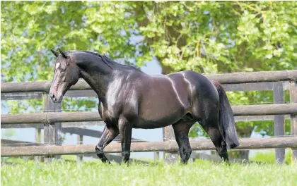  ?? Photo / Trish Dunell ?? Waikato Stud stallion Sacred Falls passed away following a rare illness.