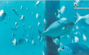  ?? PHOTOS COURTESY DEERFIELD BEACH ?? Many people flock to watch Deerfield Beach’s live stream of the sea creatures under its pier.