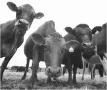  ?? Associated Press ?? ■ Cows stand in a field Feb. 2, 2012, at a dairy farm in Westville, N.Y.