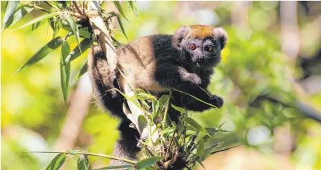  ?? FOTO: DPA ?? Ein östlicher Bambuslemu­r (Hapalemur griseus) im Nationalpa­rk Ranomafana im Südosten Madagaskar­s: Schätzunge­n zufolge sind 90 Prozent der Wälder auf Madagaskar schon zerstört.