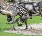  ?? Foto: Jan Woitas, dpa ?? Auch bei Zebras sind die beiden Geschlecht­er gleich groß.