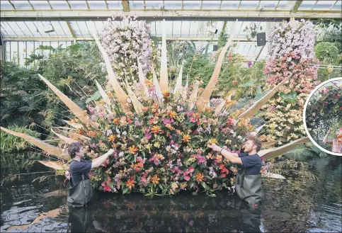  ?? TASTE OF THE TROPICS: PICTURES: YUI MOK/PA WIRE ?? Workers in waders, above, tending the ‘rising sun’ display at Kew Gardens. Top right, another of the exotic orchid displays and, above right and inset, an example of anthurium, also known as the flamingo flower.