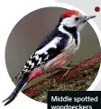  ??  ?? Middle spotted woodpecker­s can be seen in the Velebit Mountains.