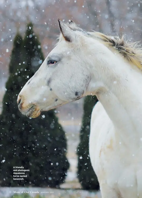  ??  ?? A friendly and photogenic Appaloosa horse named Savannah.