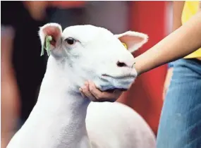  ?? JOURNAL SENTINEL FILES ?? A sheep gives a little side-eye during the annual 2016 Governor's Blue Ribbon Livestock Auction at the Wisconsin State Fair in West Allis.