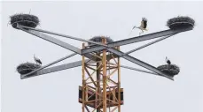  ?? FOTO: DPA ?? Neun Storchenpa­are haben sich in dem extra für sie konstruier­ten „Storch-Hotel“eingeniste­t.