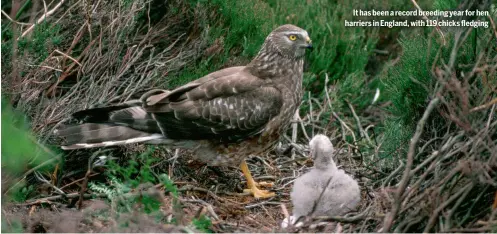  ?? ?? It has been a record breeding year for hen harriers in England, with 119 chicks fledging