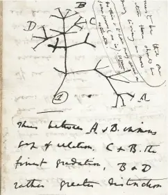  ?? PHOTO BY AFP / University of Cambridge ?? The 1837 Tree of Life sketch on a page from one of the lost
notebooks of British scientist Charles Darwin.