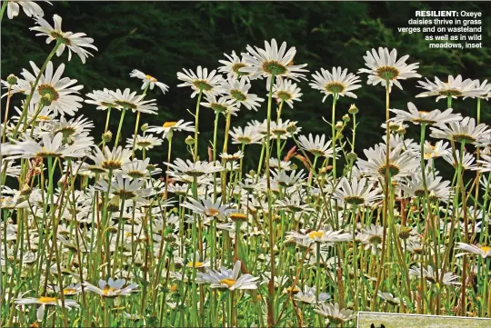  ??  ?? RESILIENT: Oxeye daisies thrive in grass verges and on wasteland as well as in wild meadows, inset