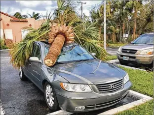  ?? TONY DORIS / THE PALM BEACH POST ?? A palm tree rests on a car Monday near Flagler Drive and Southern Boulevard, typical of the damage from Hurricane Irma. Workers around the county cleared tree limbs and other debris and began to restore power with the hope that today would be closer to...