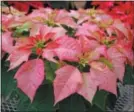  ?? MELINDA MYERS - DIGITAL FIRST MEDIA ?? With a little help you can keep your poinsettia looking good right through the holidays.