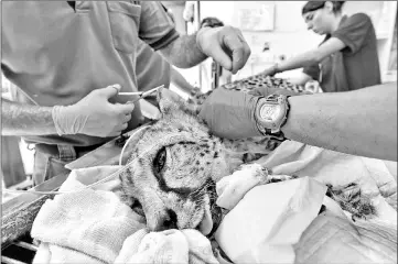  ??  ?? A Wildlife Reserves Singapore medical team checking on Kima the cheetah at the Singapore Zoo. — AFP photos