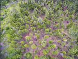  ?? DARREN HULL/ SpecialtoO­kanaganNew­spaperGrou­p ?? Another 16 ha of forest in West Kelowna will be thinned next year, as this stand of trees was in 2016. Also, $50,000 will be available to homeowners who reduce fire risk at their homes.