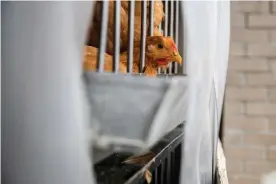  ??  ?? Chickens sit inside a cage at a wet market in Queens. Photograph: Jeenah Moon/Getty Images