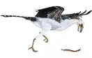  ?? Bild: ALLISON ELAINE JOHNSON ?? TIDIGT UT. Jehelornis var en av de tidigaste fåglarna. Den levde i nordöstra Kina för cirka 120 miljoner år sedan.