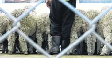  ?? PHOTO: YVONNE O’HARA ?? Shear expectatio­ns . . . Merino sheep wait their turn on the boards during the Merino Shears competitio­n in Alexandra in 2016.