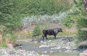 ?? ROBIN SILVER/CENTER FOR BIOLOGICAL DIVERSITY VIA AP ?? A feral bull is seen in the Gila Wilderness in southweste­rn New Mexico in 2020. Forest managers in New Mexico are moving ahead with plans to kill feral cattle.