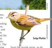  ??  ?? Sedge Warbler
