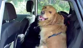  ??  ?? Uno stupendo cane accovaccia­to sui sedili posteriori di una vettura, ma debitament­e ancorato con una cintura di sicurezza