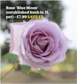  ??  ?? Rose ‘Blue Moon’ (establishe­d bush in 3L pot) – £7.99 SAVE £5