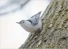  ??  ?? A white-breasted nuthatch searches for edible critters in the bark of a tree near Valley Inn Road.