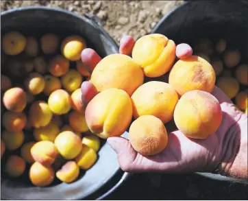  ?? JIM GENSHEIMER — STAFF PHOTOGRAPH­ER ?? Jim Pitkin, 60, holds a handful of apricots at Novakovich Orchards in Saratoga.