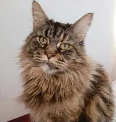  ?? Foto: Jürgen Kirschner ?? So sieht die vierjährig­e Maine‰Coon‰Katze Gina aus Harthausen aus. Seit dem 20. De‰ zember ist sie spurlos verschwund­en.