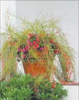  ?? Maureen Gilmer ?? Tribune News Service Grow firecracke­rs in tall pots to exploit its beautiful cascading habit up close on the patio.