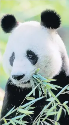  ?? FOTO: PICTURE ALLIANCE / ARCO IMAGES ?? Zwischen 50 und 60 Kilogramm Bambus verputzt ein Panda täglich. Der Bambus wird aus den Niederland­en nach Berlin geliefert.