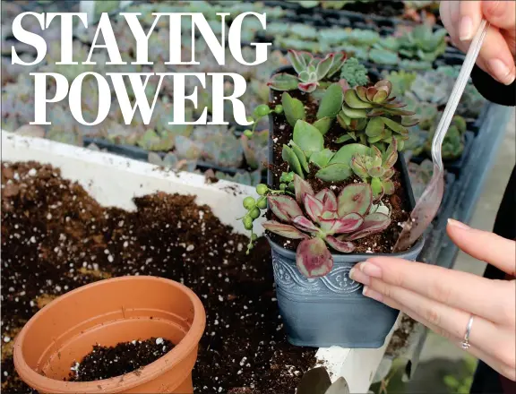  ?? SUSAN SHELLY — SPECIAL TO THE READING EAGLE ?? Ella Moyer adds soil to her arrangemen­t of succulent plants.