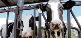  ?? LISA RATHKE/AP ?? A dairy industry-funded group is reviving the “Got Milk?” campaign after six years.