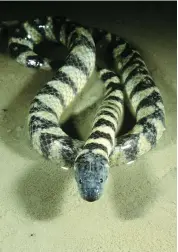  ??  ?? The black-ringed mangrove sea snake is found in the shallow coastal waters of northern Australia, from Broome to the Gulf of Carpentari­a, as well as southern New Guinea.