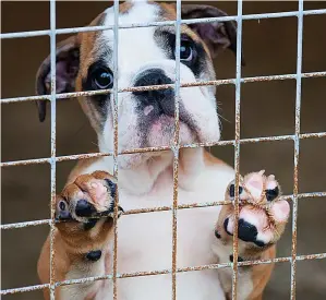  ??  ?? Cruel...young pups and dogs with cropped ears could be denied entry into UK