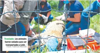  ?? / Fotos: Fabricio Moreno ?? Traslado. Los animales fueron sedados para ser transporta­dos a León.