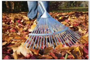  ?? Dreamstime ?? Left-behind leaves will potentiall­y corrode a lawn post snowfall.