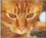  ?? PHOTO COURTESY OF PET REUNION PROJECT OF PHILADELPH­IA ?? An orange tabby cat was found dead froman apparent bow and arrow shot on June 10. Upper Providence Police are investigat­ing.