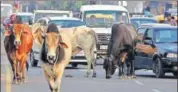  ?? REUTERS/FILE PHOTO ?? The Bharatpur municipal corporatio­n Wednesday held emergency meeting to discuss stray cattle menace.