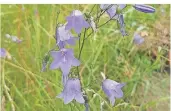  ?? FOTO: LIESENDAHL/ NATUR-SCHULE ?? So sieht die Rundblättr­ige Glockenblu­me aus. Sie wird unter anderem von vielen Wildbienen­arten besucht.