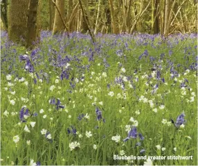  ??  ?? Bluebells and greater stitchwort