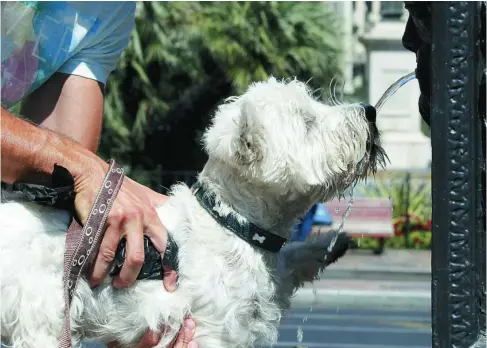  ?? EFE ?? Los perros transpiran por las almohadill­as de sus patas, que están en contacto con el asfalto de hasta 70 grados