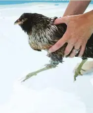  ??  ?? Offer water to wade in when the weather gets hot. Your birds will appreciate the chance to cool down.