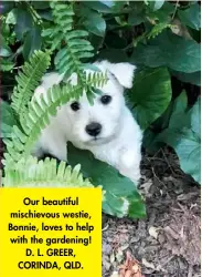  ??  ?? Our beautiful mischievou­s westie, Bonnie, loves to help with the gardening! D. L. GREER, CORINDA, QLD.