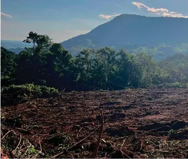  ?? Divulgação/Polícia Ambiental/AEN ?? Após receberem a denúncia, fiscais do IAT de plantão e policiais foram até o local de mata fechada e localizara­m quatro hectares de área destruída