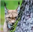  ?? Symbolfoto: Ebener/dpa ?? Scheu und selten: Luchse sind in Bayern kaum zu finden.