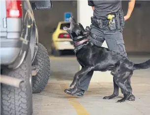  ?? MATTHEW STAVER BLOOMBERG FILE PHOTO ?? Police dogs undergo training from a very young age to be able to detect a wide variety of drugs.