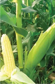  ??  ?? The strength of Bright Jean is to bear two good sizes of corn cobs.