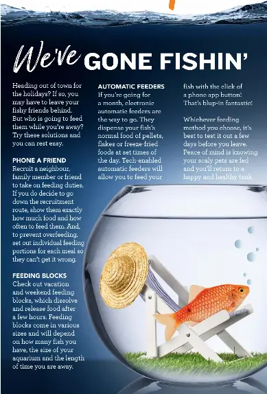 How to Avoid Overfeeding Fish: Expert Tips for Healthy Aquariums