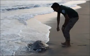  ??  ?? Sumanth Madhav, campaign manager for wildlife for animal welfare charity Humane Society Internatio­nal (HSI), looks at a dead Olive Ridley sea turtle on Daluakani beach.