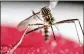  ?? EFE / ZUMA PRESS ?? Zika is primarily spread through the bite of an infected Aedes aegypti mosquito.